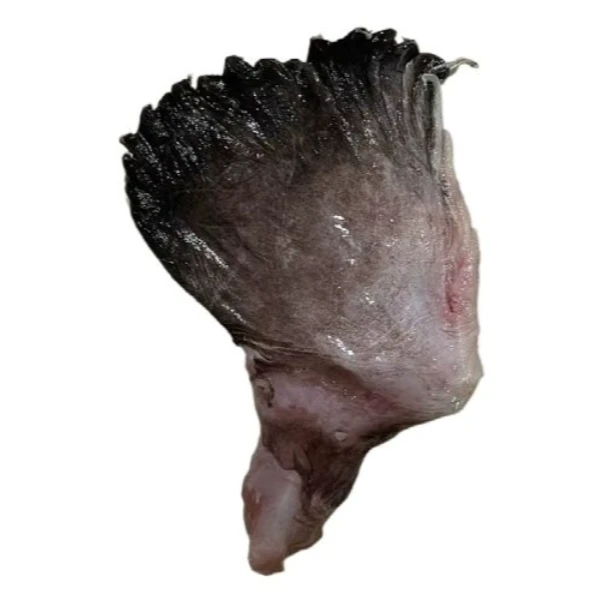 鲜冻安康鱼翅 2斤