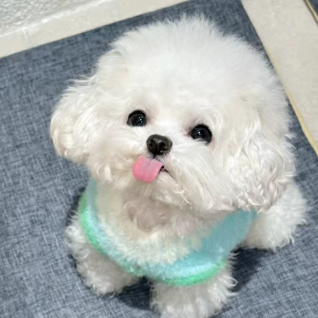 小型犬比熊宠物  TT2