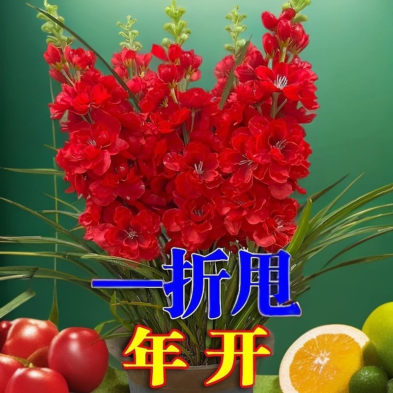 重瓣晚香玉盆栽花苗浓香型夜来香花根庭院耐寒耐热植物当年开花好