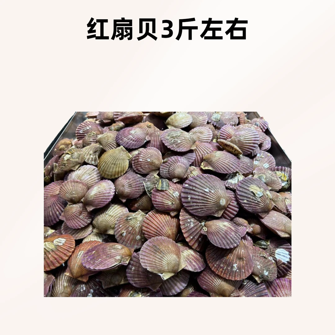 红扇贝 3斤左右(海鲜)(保鲜不保活)