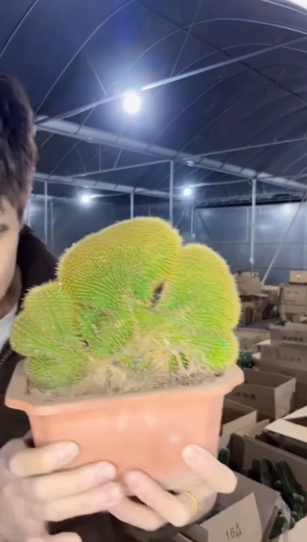 【闪购商品】金冠 缀化