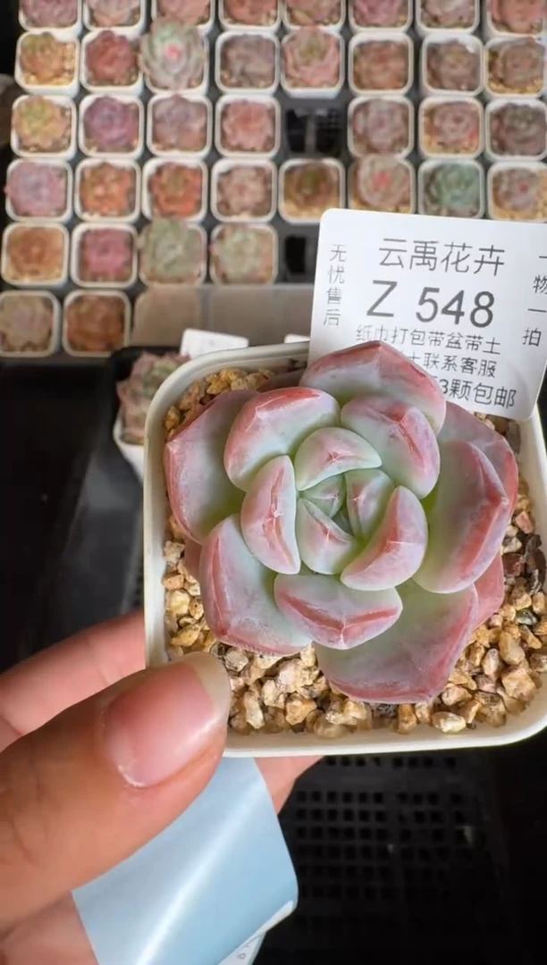 548Y 珍妮多肉(6.5cm杯）一物一拍 带盆土发