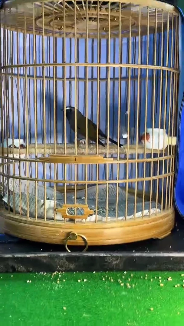 57号黑梅 养笼0元起拍