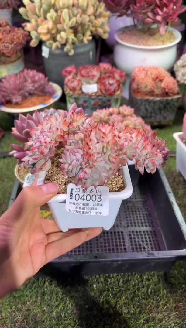 【闪购商品】04003