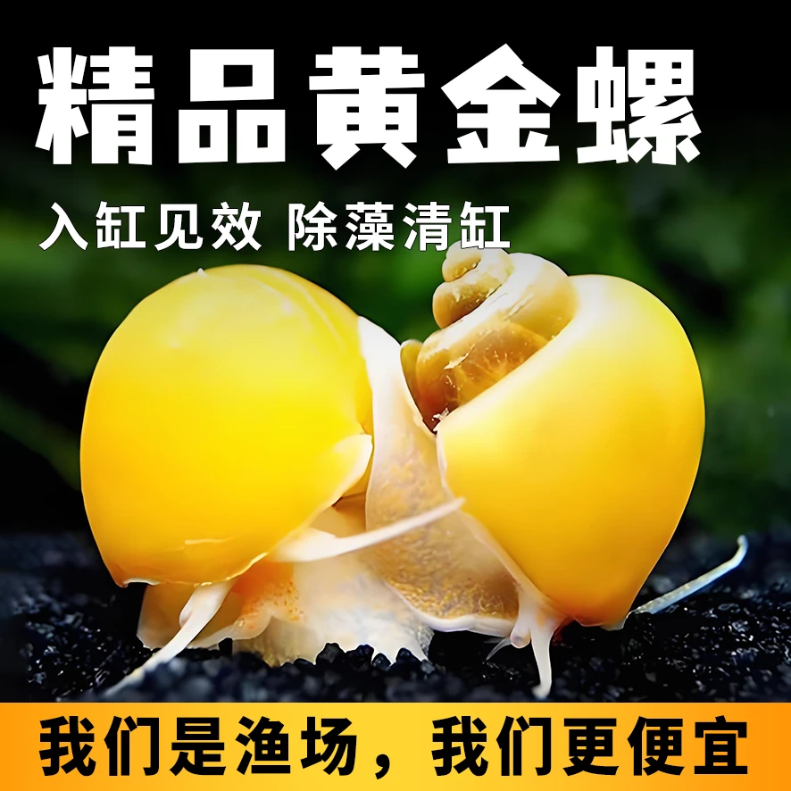 【观赏活体】观赏鱼斑马鱼工具螺黄金螺除藻螺清洁螺观赏螺除苔清理