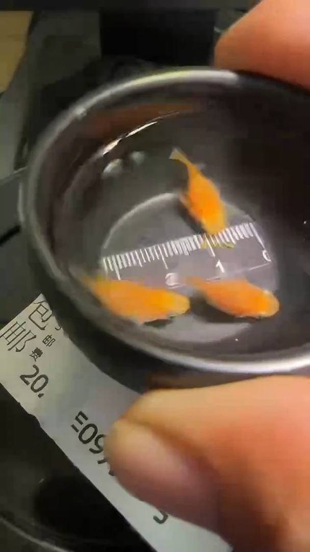 青鳉鱼观背青鳉观背青鳉16