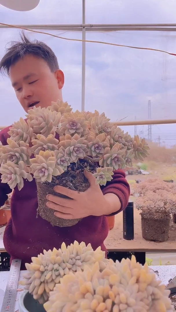 【闪购商品】缀化243