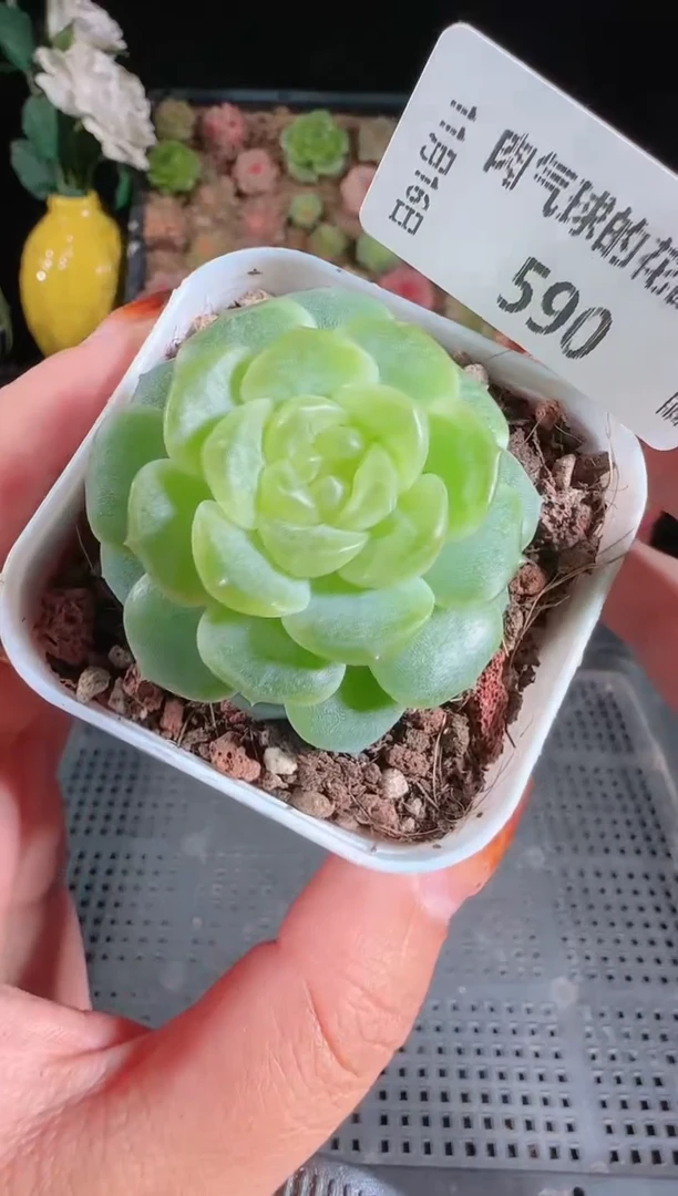 1116-590无尽灯群生不包整