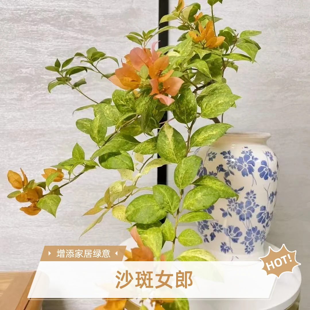【沙斑金发女郎】品种袋苗三角梅四季勤花爬藤绿植袋苗不包huo