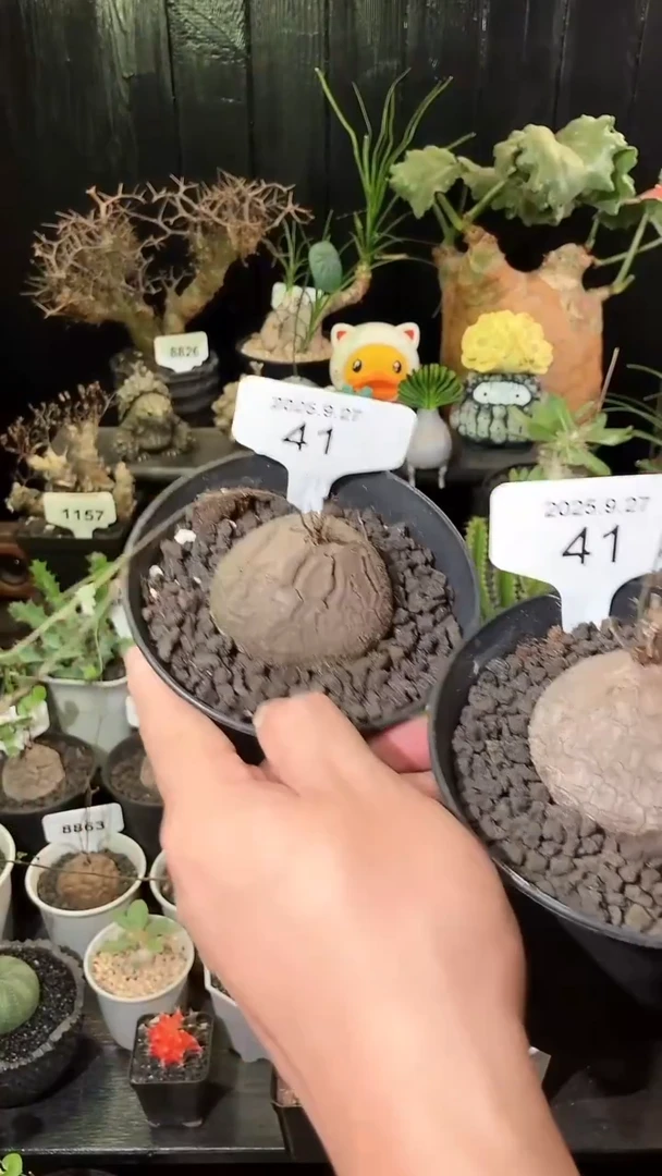 41号927福利南非龟甲龙买1个送1个