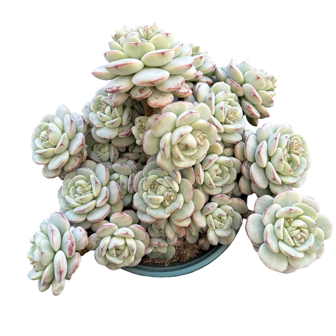 强子精品多肉 老桩香草 多肉植物 精控精养 净化 空气 美化 环境