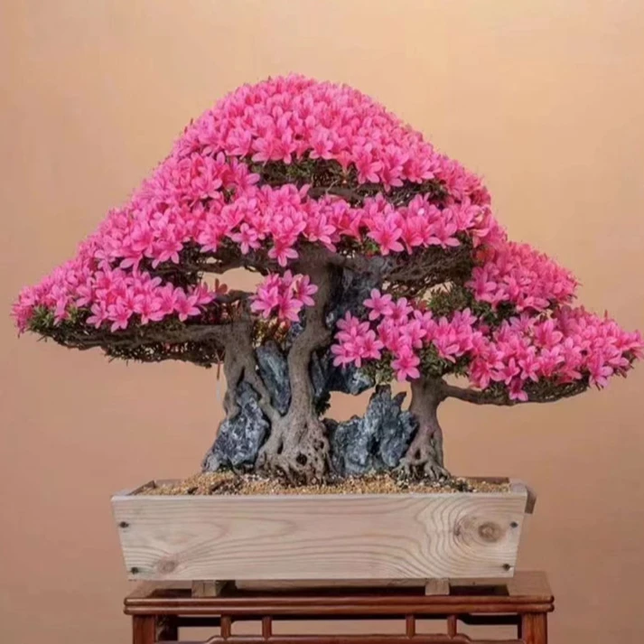 杜鹃盆栽松柏杂木