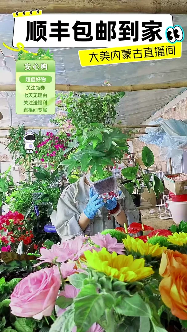 完全开放玻璃方缸发财树