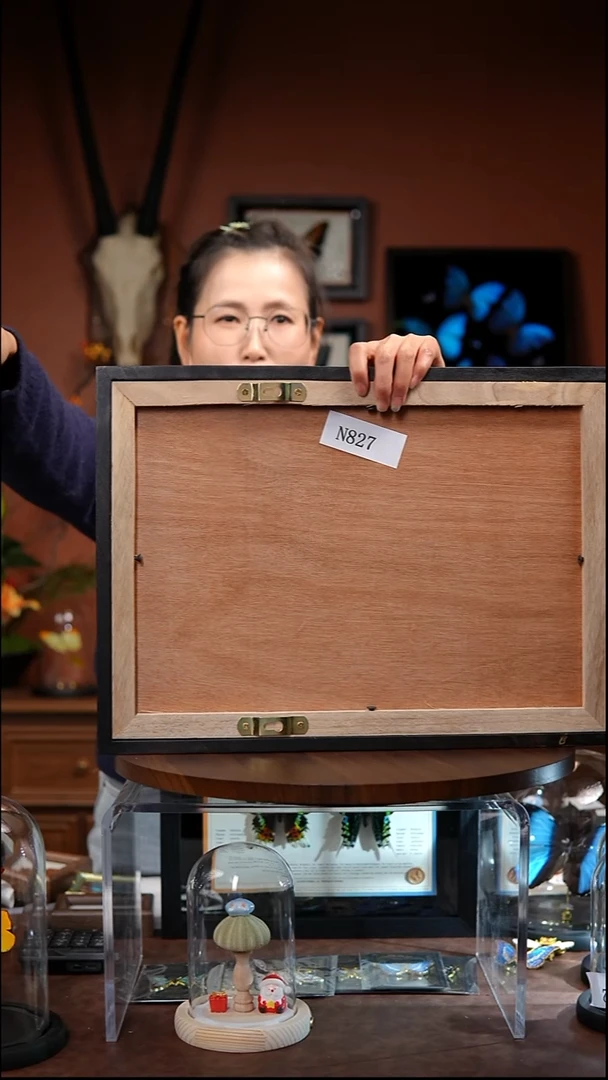 N827绿鸟翼凤蝶雌雄一对竞拍