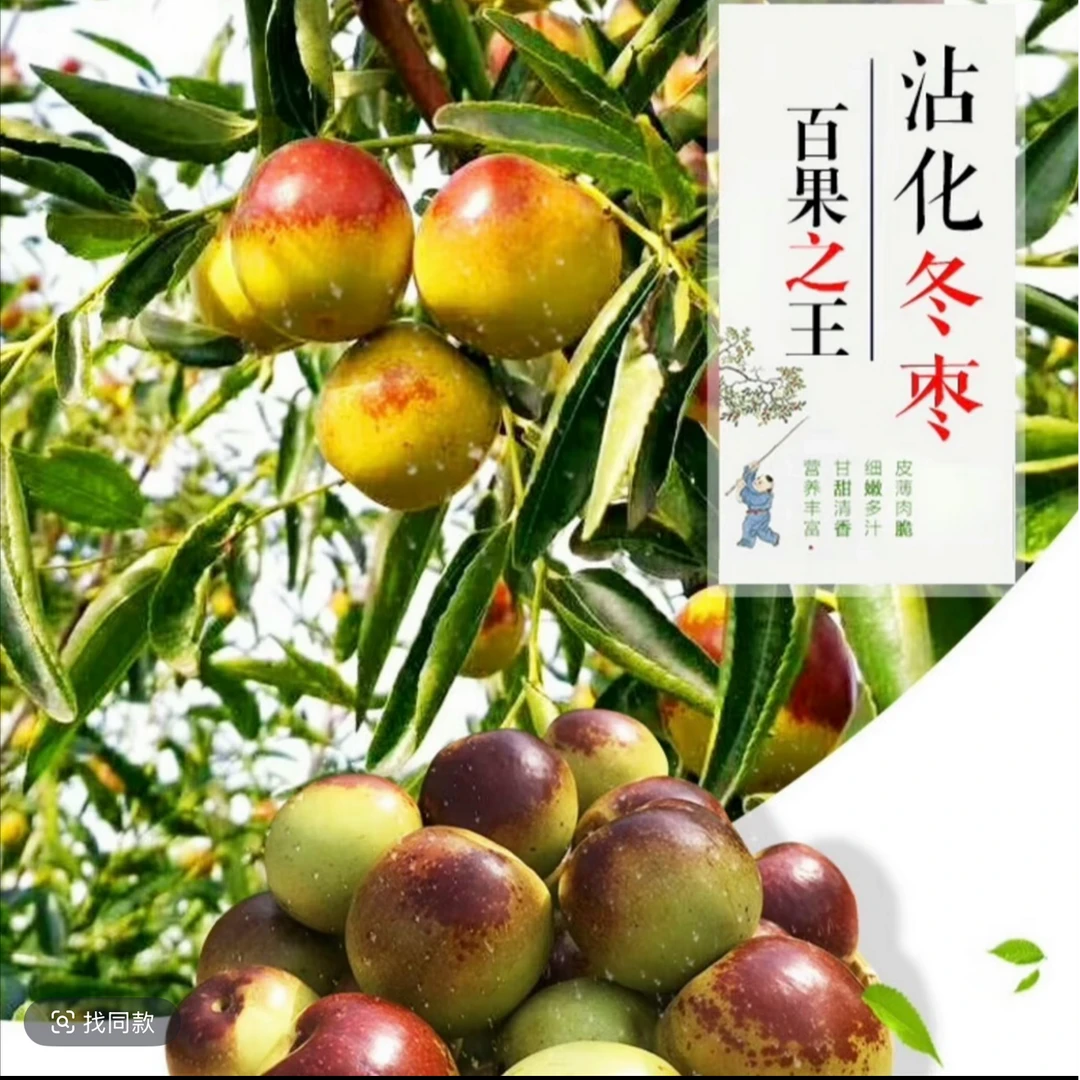 h0当年结果枣树苗甜度大果树苗庭院阳台露天盆栽地栽苗木源头直发