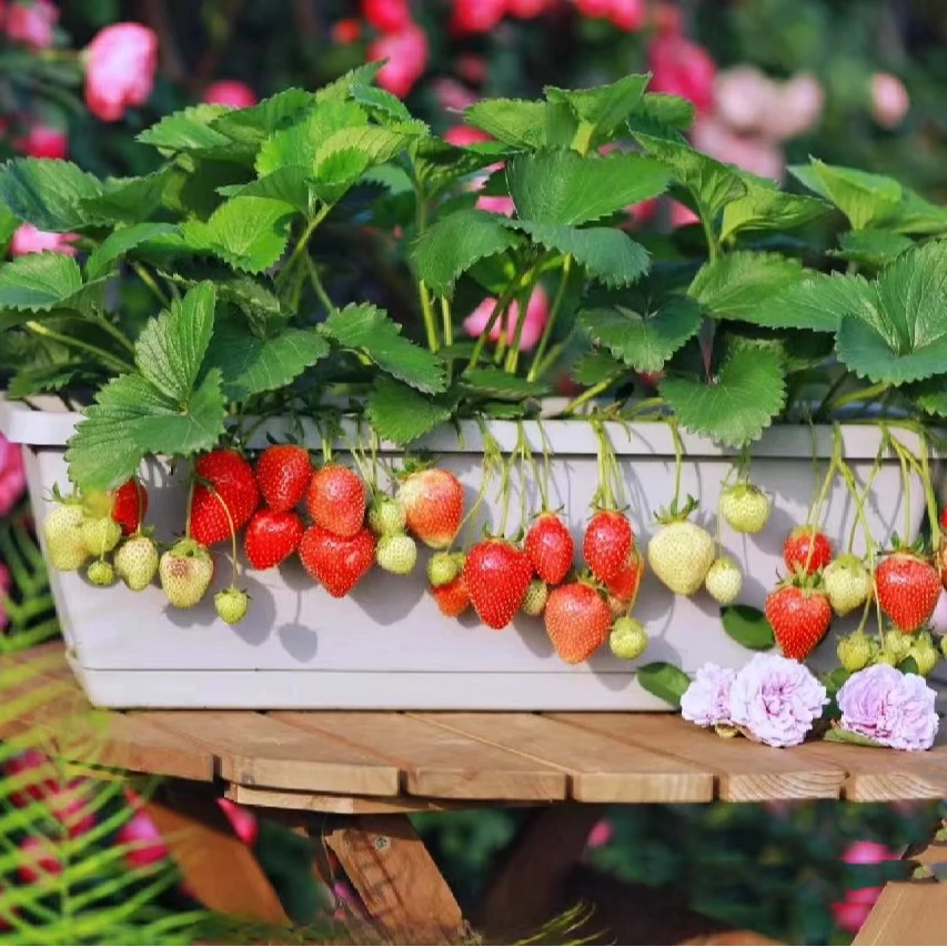 草莓水果盆栽地栽爆根小旺苗 基地培育四季南北方室内外草莓苗