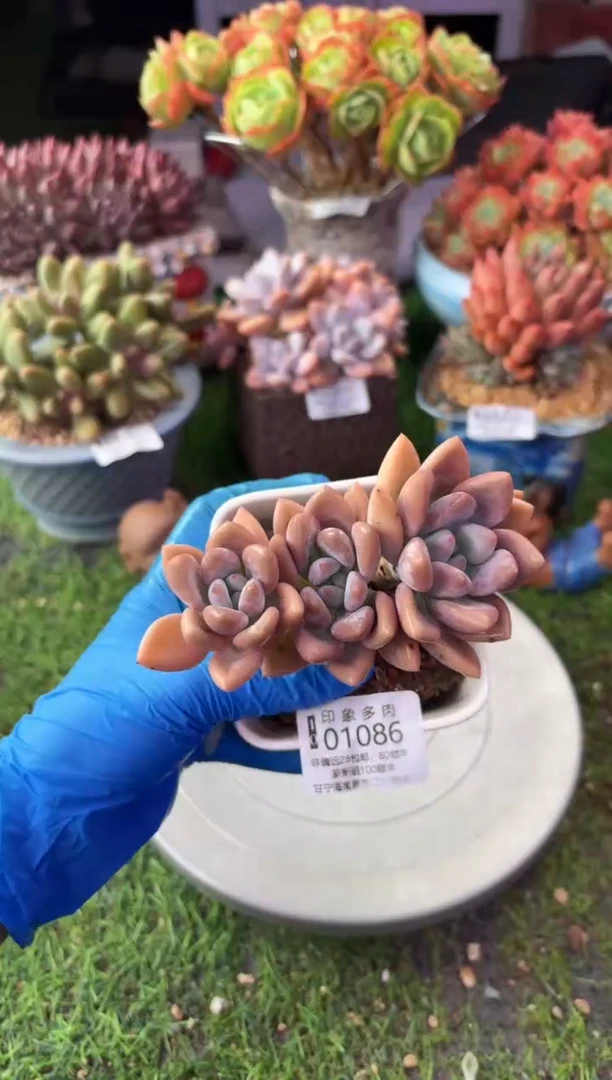 昆明印象多肉01086