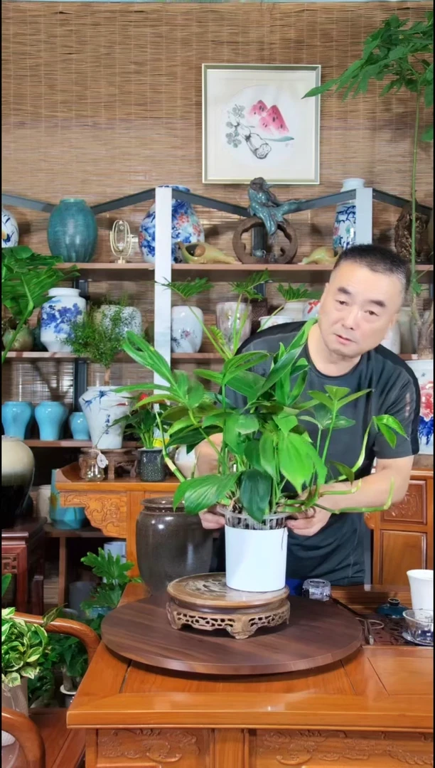 无花朵水之韵水培植物麒麟尾