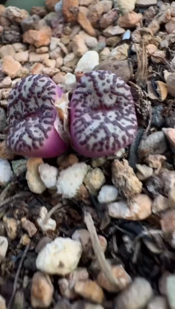 美丽的肉石头-142