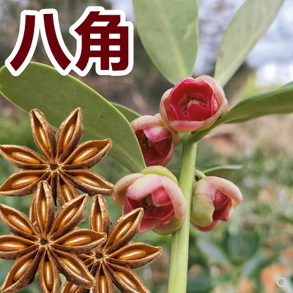 YY食用八角苗 香八角大料树苗重庆八角树调料树苗B