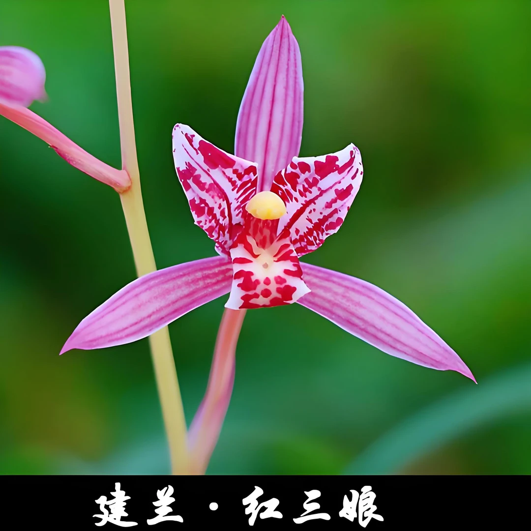 建兰【红三娘】 浓香型花期6-11月份