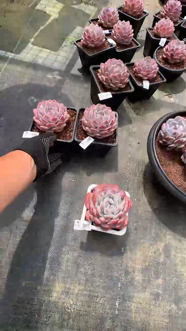 910星橙一物一拍