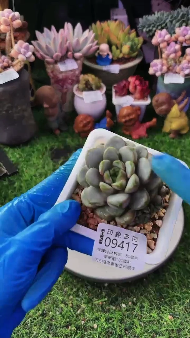 昆明印象多肉09417