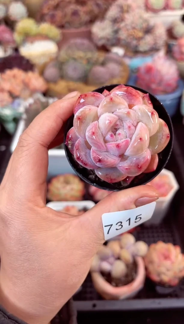 【闪购商品】7315单头多肉