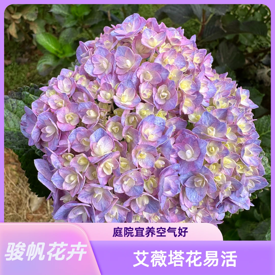 【稀缺品种】现挖现发 买三送一 艾薇塔 新老枝开花 庭院阳台易养活