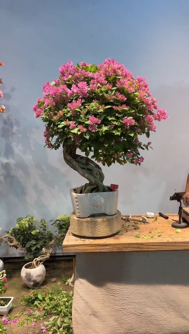 全部花朵二****6三角梅37