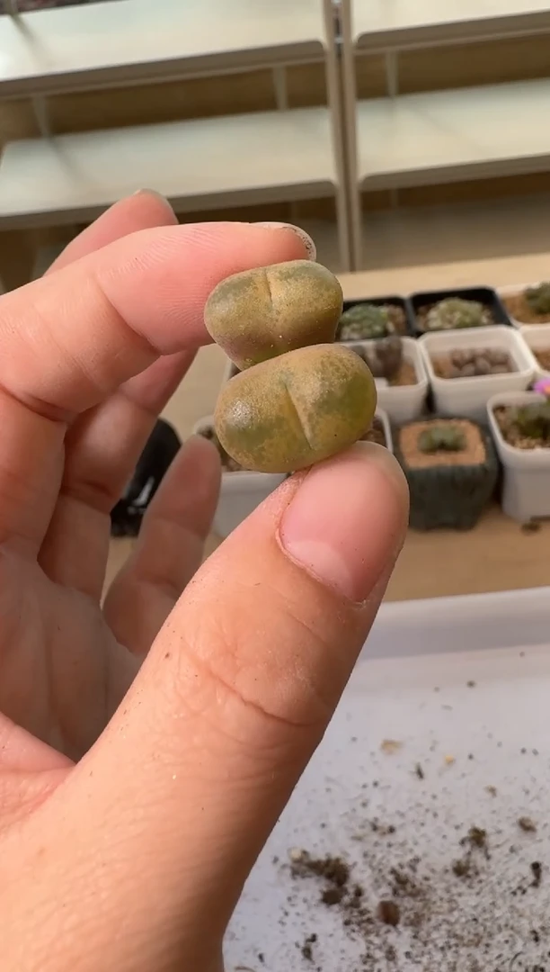 24-24多肉植物肉锥