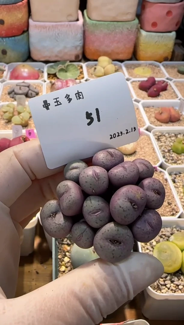 【闪购商品】25.2.15-51谷安