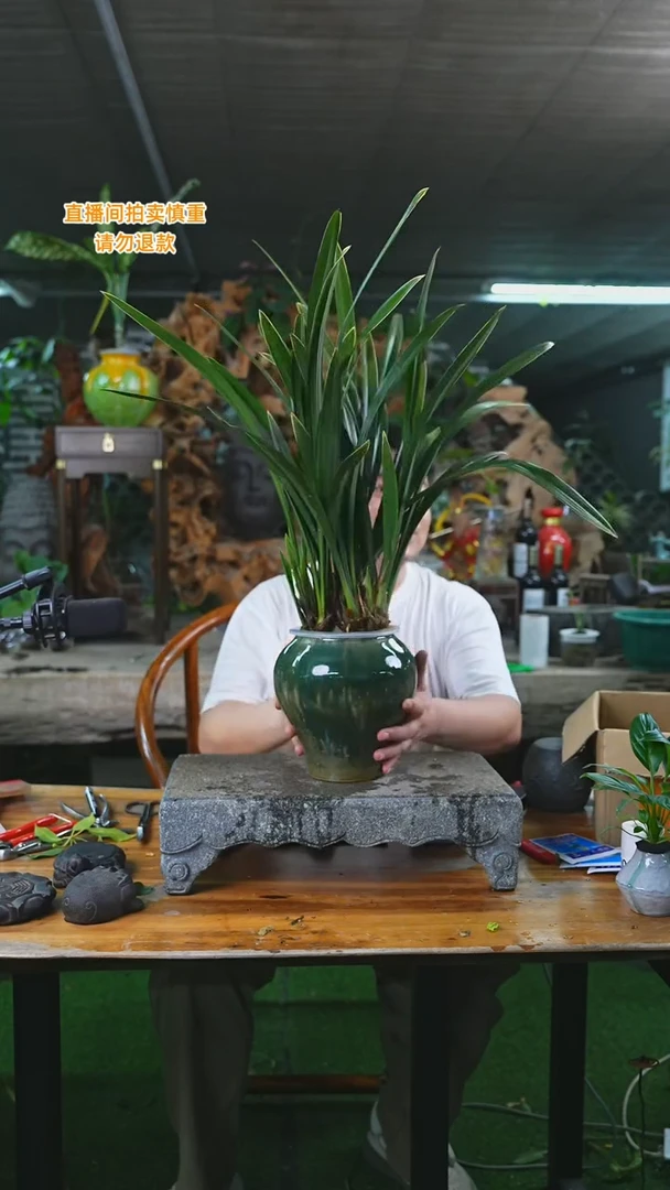 当前无花栽培后可以开花8墨兰T