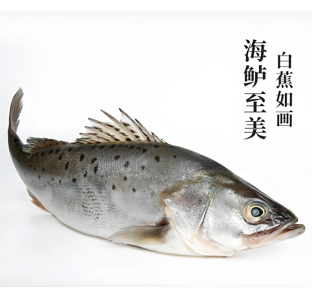鲜嫩爽滑的海鲈鱼、肉质鲜嫩口感佳美味高蛋白营养足，健康饮食佳选