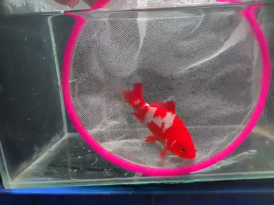 金鱼短尾草金专用链接16