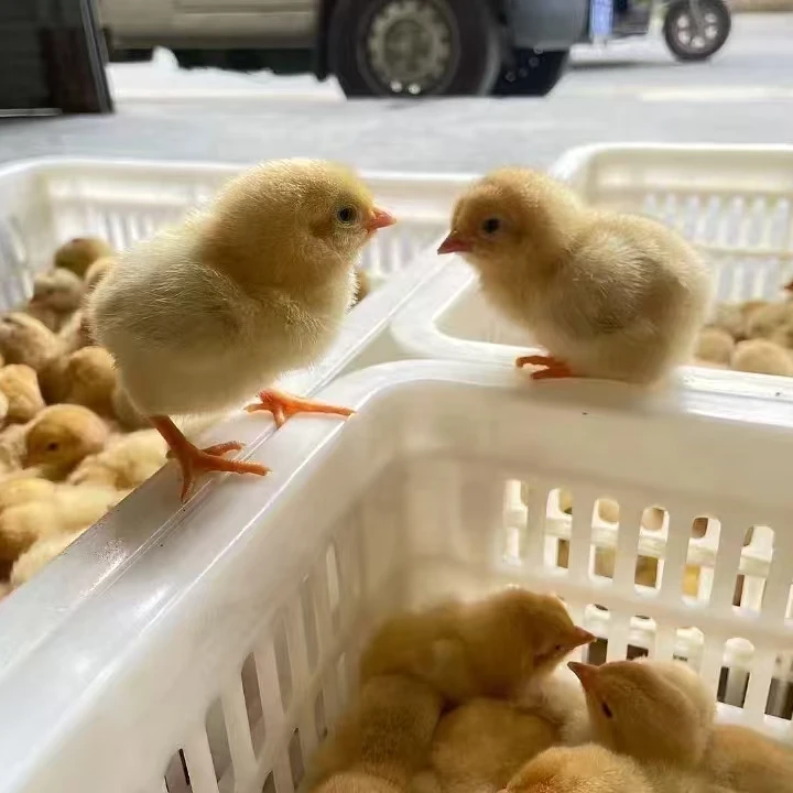 苏泰农村土鸡【宠物活体】