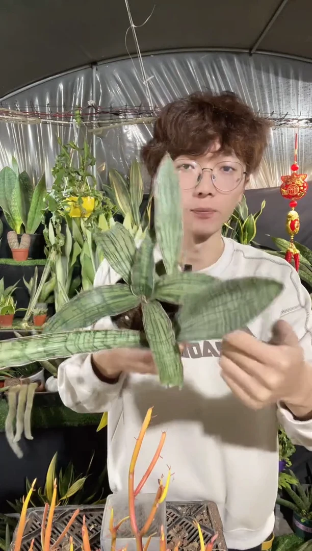 【闪购商品】埃及艳后带盆土39.8