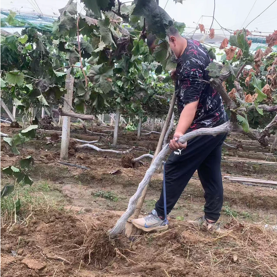 【基地直发】大型葡萄树盆栽葡萄苗好吃的水果苗果树果苗