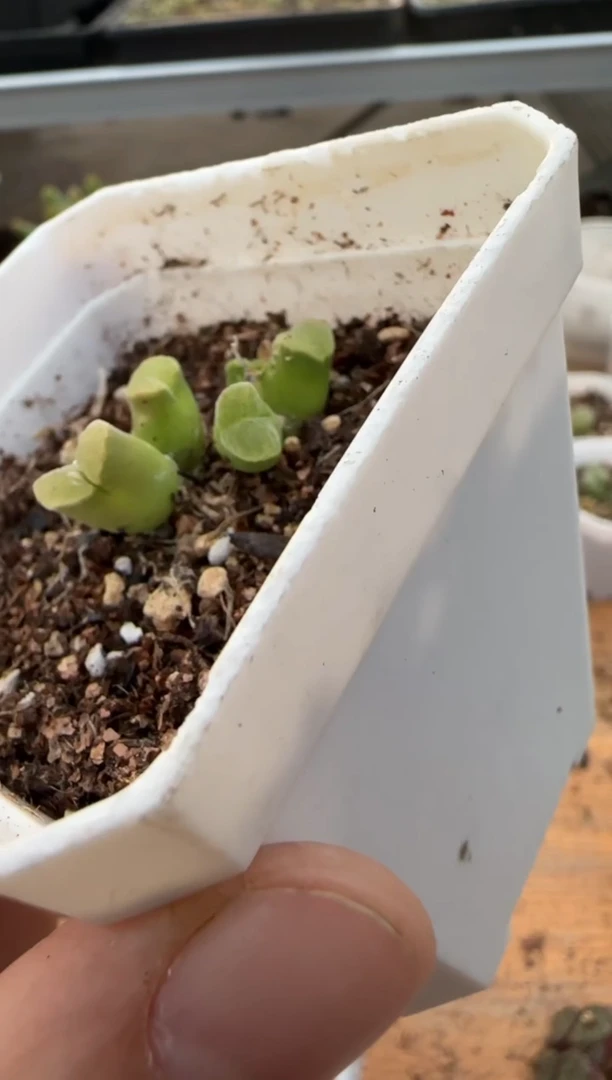 【闪购商品】9-464