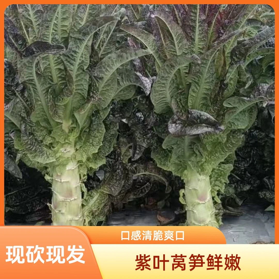 云南露天种植新鲜紫叶莴笋自然成熟现砍现发应季蔬菜火锅蔬菜
