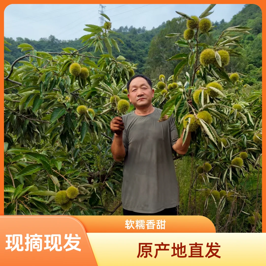 特价板栗限量特惠现摘现发软糯香甜不泡药零食居家