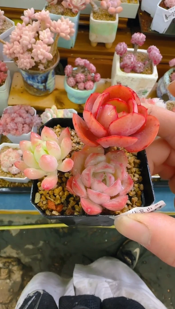 【闪购商品】春—209—仙农(合植）