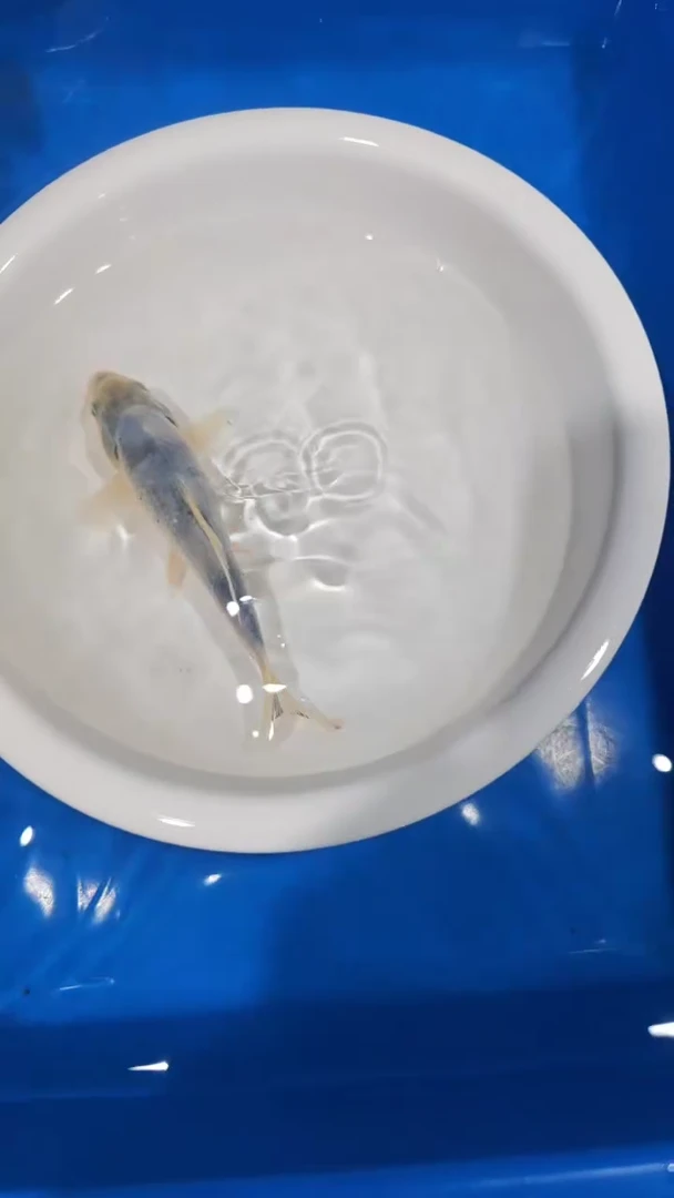 锦鲤12-面迫白写（锦鲤统一发顺丰空运到付）