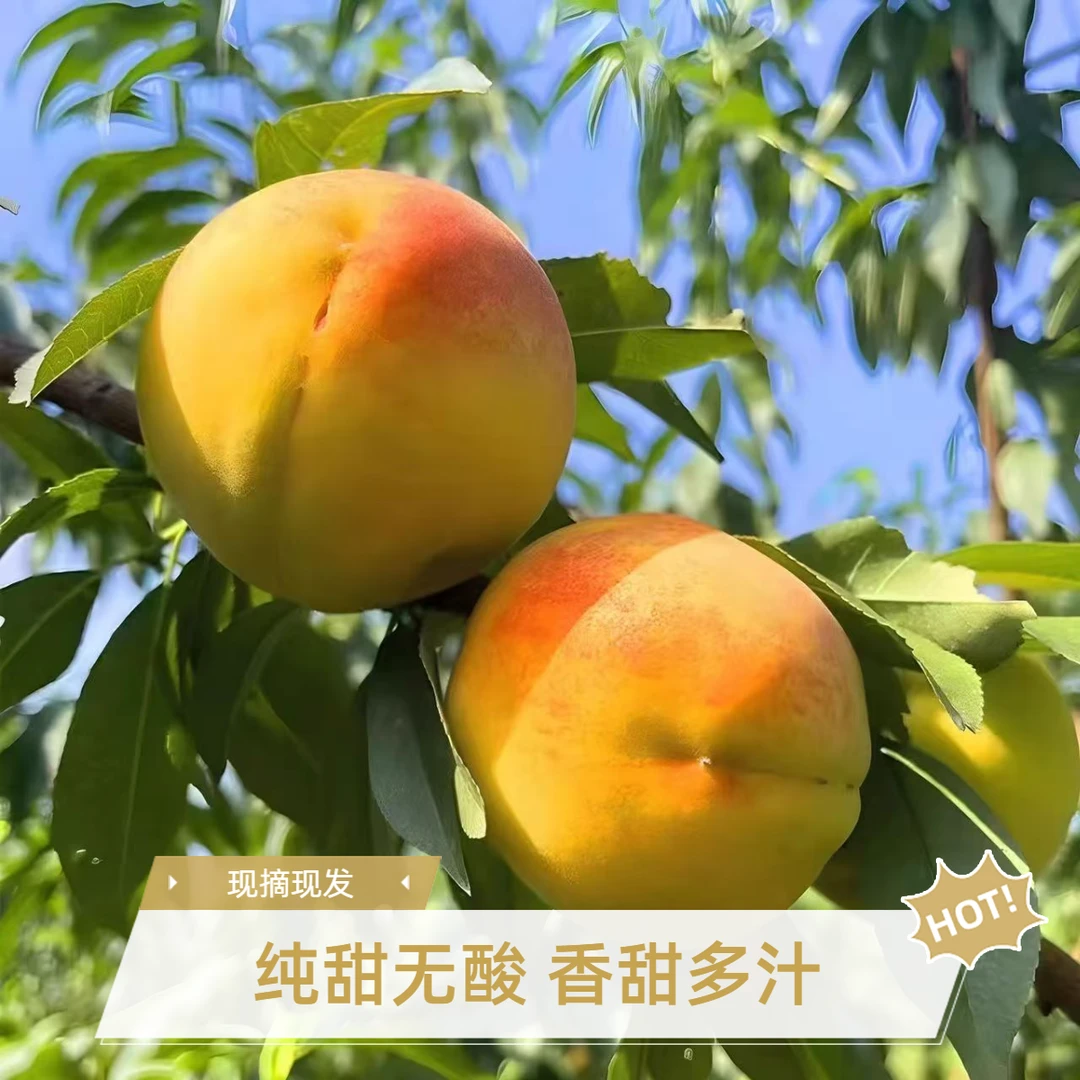 湖北露天锦绣黄桃纯甜无酸软硬两吃香甜多汁4.5斤