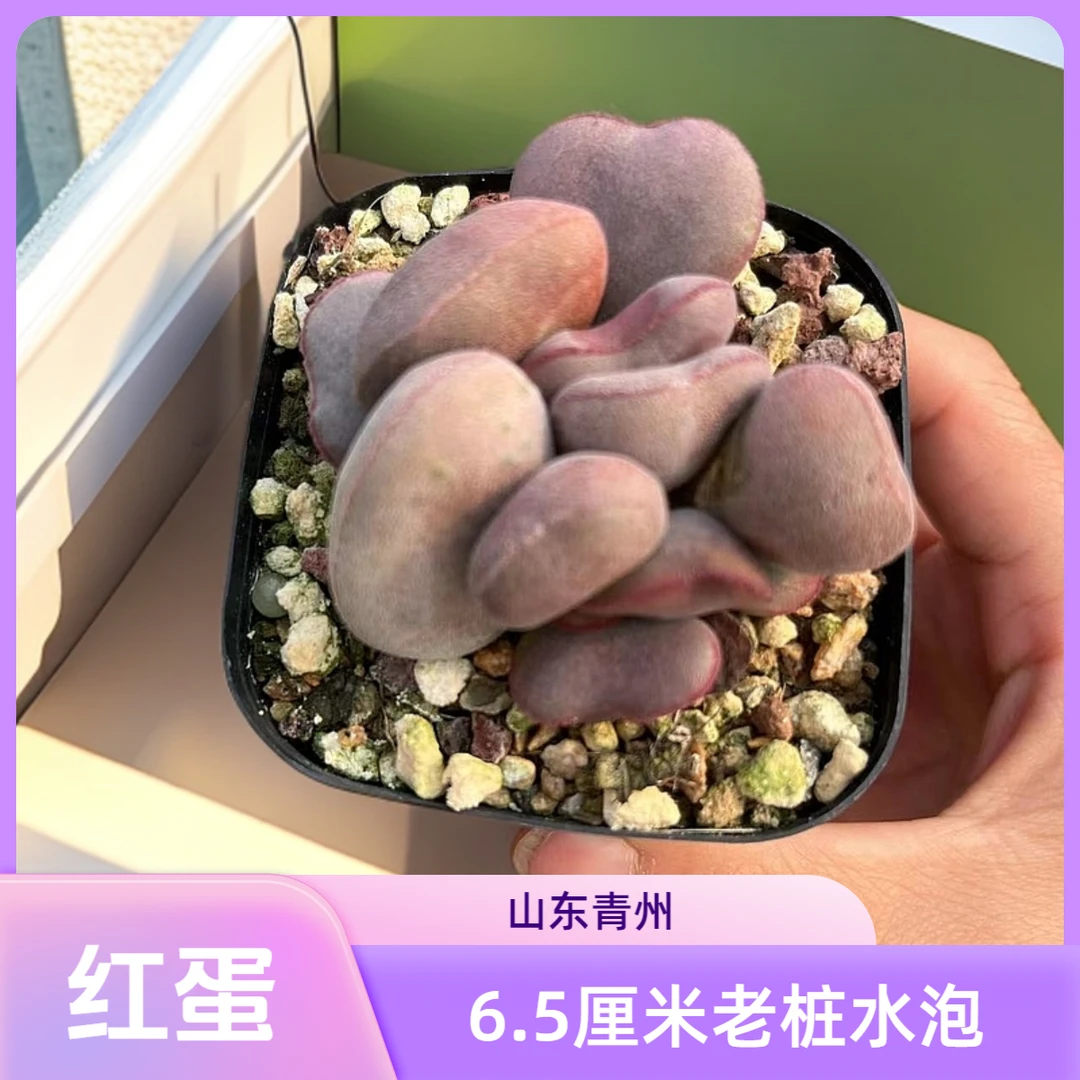 红蛋水泡6.5厘米盆老桩多肉