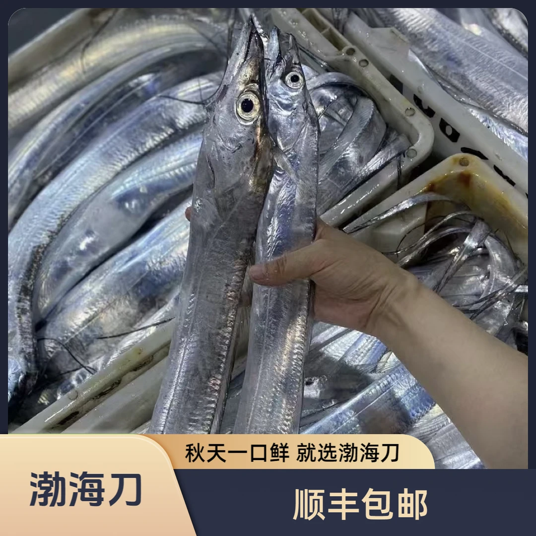 【渤海刀鱼】大连旅顺渤海湾刀鱼顺丰发货干冰锁鲜运输途中可能会破肚子/掉皮，介意勿拍带鱼海鲜