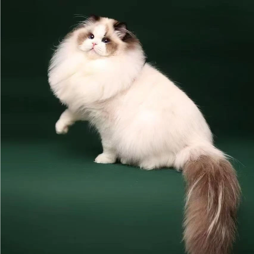 【小七姐的猫】猫金渐层拿破仑曼基康米努特布偶