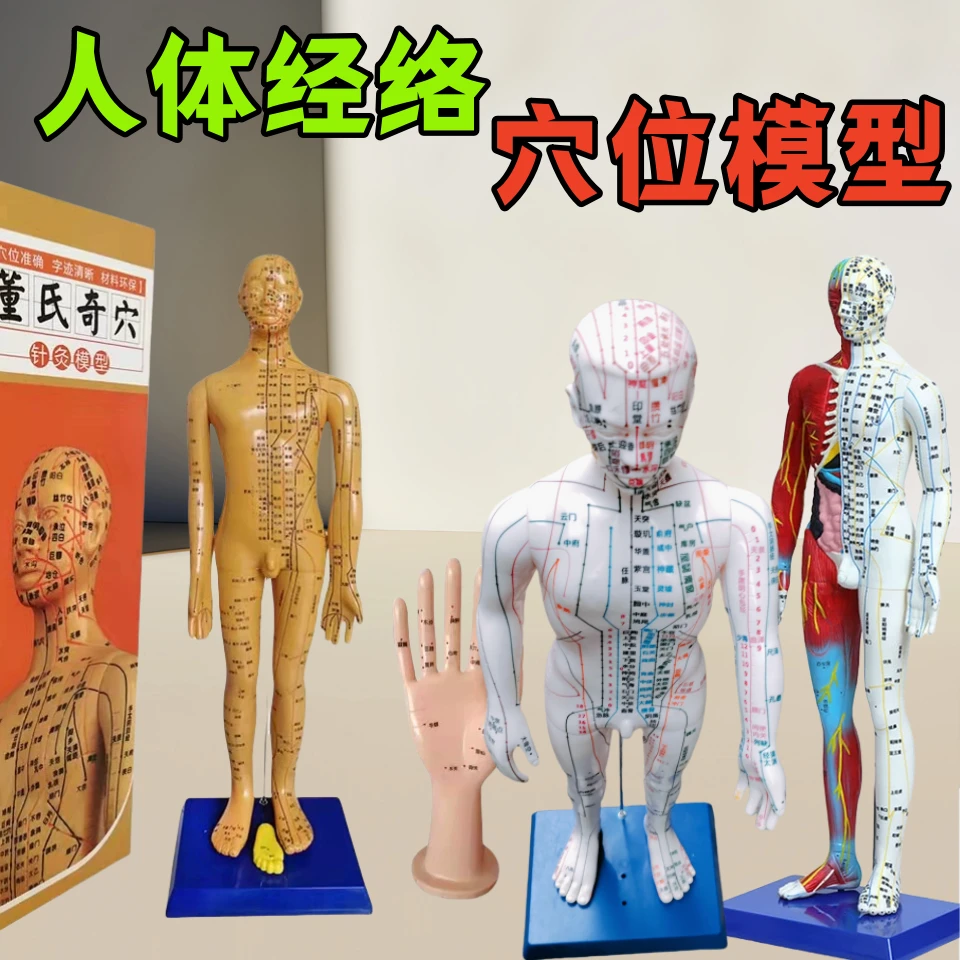 董氏奇穴人体结构中医针灸穴位全身十二经络人体模型穴位模型教学