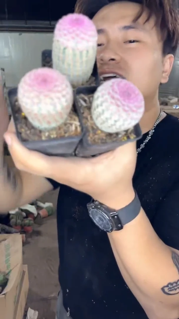 3颗 实生根 红太阳