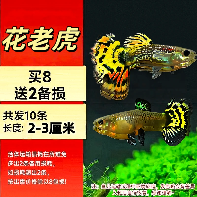 【2-3厘米】花老虎孔雀鱼好养皮实耐活蛇纹虎纹鱼观赏鱼